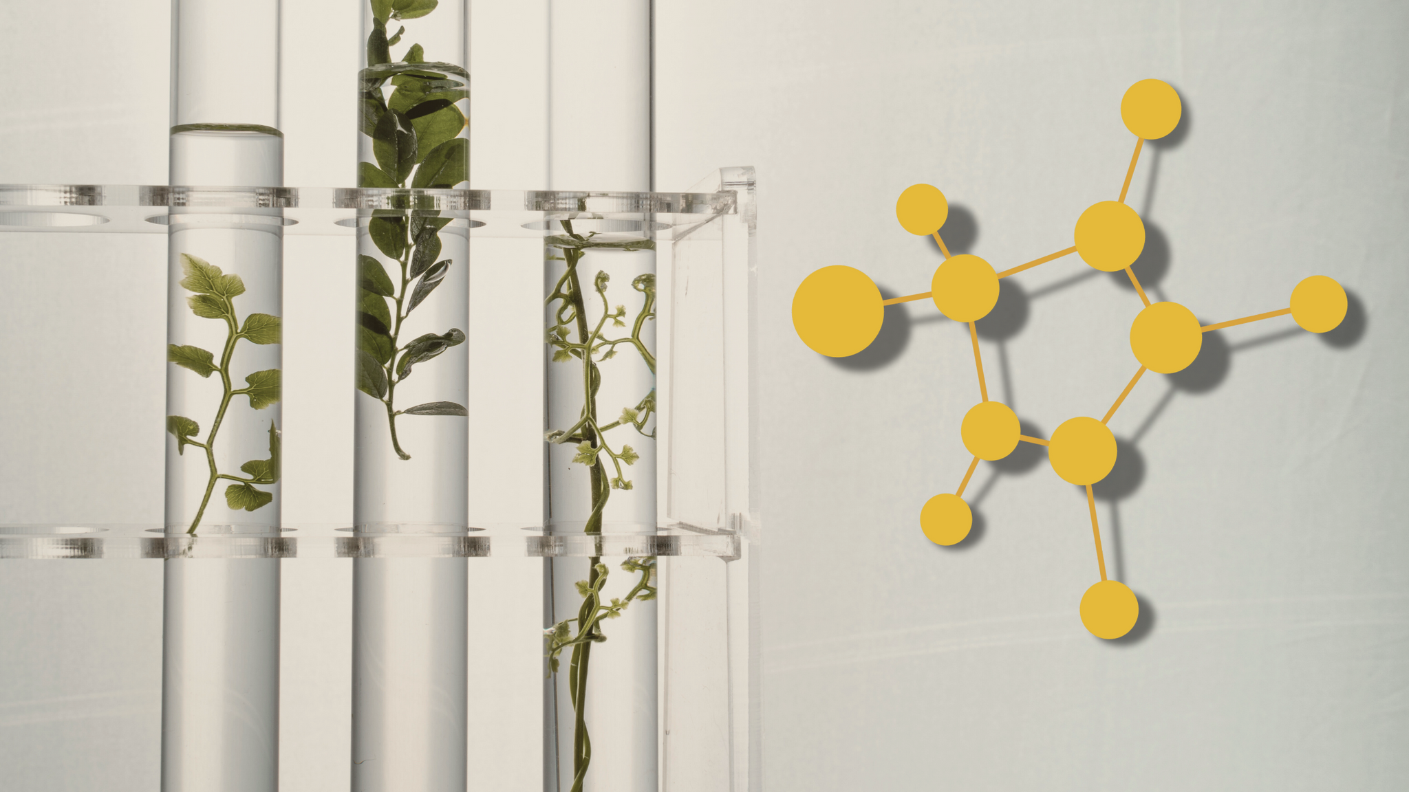 Les cosméceutiques : quand la science rencontre la beauté